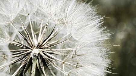 The Ultimate Guide to Nature Macro Photography